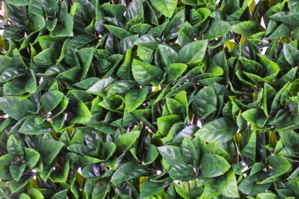 Gardenia Leaf Trellis Artificial Hedge